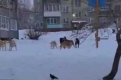 Жители Октябрьского района Новосибирска пожаловались на бродячих собак - runews24.ru - Новосибирск - район Октябрьский, Новосибирск