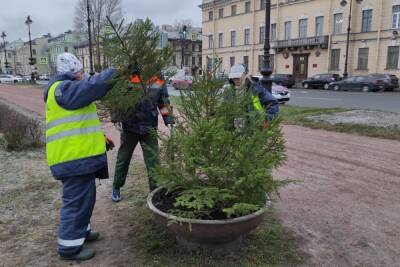 В преддверии Нового года петербургские садовники украсили уличные вазоны срезами елей - spb.mk.ru - Санкт-Петербург