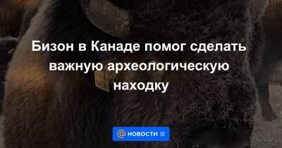Бизон в Канаде помог сделать важную археологическую находку - news.mail.ru - Канада