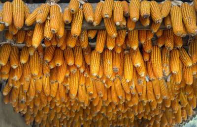 Прогноз: Украина опустится в рейтинге мировых экспортеров кукурузы - agroportal.ua - Украина