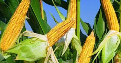 Роман Лещенко - Минагро прогнозирует рекордный урожай кукурузы - dsnews.ua - Украина
