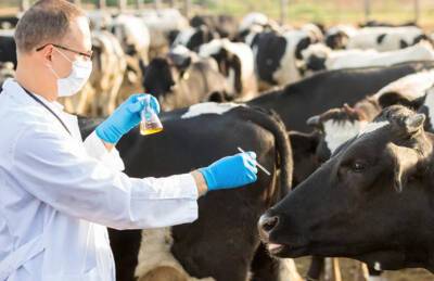 ФАО разработала план борьбы с антибиотикорезистентностью - agroportal.ua - Украина