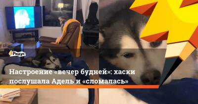 Настроение «вечер будней»: хаски послушала Адель и«сломалась» - ridus.ru