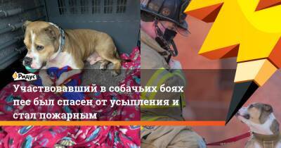 Участвовавший в собачьих боях пес был спасен от усыпления и стал пожарным - ridus.ru - США - Канада - Филадельфия
