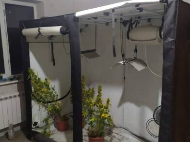 В Новочеркасске задержали мужчину с 30 горшками кустов каннабиса - dontr.ru - Ростовская обл. - Новочеркасск