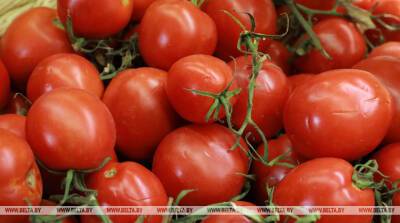 Могилевские таможенники пресекли незаконное перемещение почти 13 т томатов - belta.by - Россия - Белоруссия - Минск