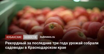 Рекордный за последние три года урожай собрали садоводы в Краснодарском крае - kubnews.ru - Краснодарский край - Краснодар