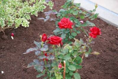 Нежелательное соседство: какие растения нельзя сажать рядом с розами - skuke.net