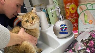 Спасение рыжего: кот-купальщик застрял в раковине в Новосибирске - sib.fm - Новосибирск