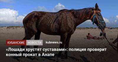 «Лошади хрустят суставами»: полиция проверит конный прокат в Анапе - kubnews.ru - Анапа