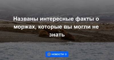Названы интересные факты о моржах, которые вы могли не знать - news.mail.ru