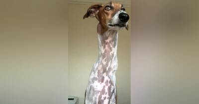 Пес-длинномер. Собака породы азавак прославилась в Сети из-за сходства с жирафом - focus.ua - Украина