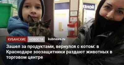 Зашел за продуктами, вернулся с котом: в Краснодаре зоозащитники раздают животных в торговом центре - kubnews.ru - Краснодар
