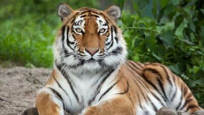 Тигры впервые за 50 лет появились в Якутии - 5-tv.ru - респ. Саха