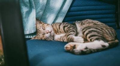В какой позе спит ваша кошка и что это может значить - skuke.net