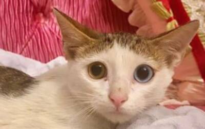 Бездомный котенок выжил в клетке с хищниками и попал в руки принцессы - korrespondent.net - Украина