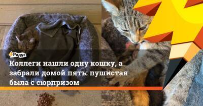 Коллеги нашли одну кошку, а забрали домой пять: пушистая была с сюрпризом - ridus.ru - США - Техас