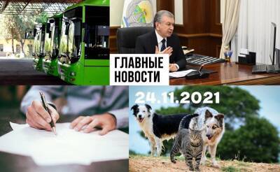 Остановите живодеров, школа или казарма, а также правила, написанные кровью. Новости Узбекистана: главное на 24 ноября - podrobno.uz - Узбекистан - Ташкент