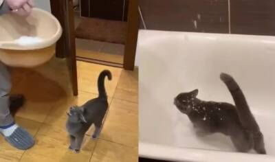 Пользоветелей Сети рассмешила кошка, которая в восторге от того, что ее посыпают снегом (ВИДЕО) - enovosty.com