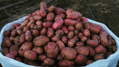 Сорт картофеля Мемфис: характеристика, фото, отзывы - skuke.net - Голландия
