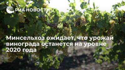 Оксана Лут - Минсельхоз ожидает, что урожай винограда в 2021 году составит порядка 680 тысяч тонн - smartmoney.one - Россия