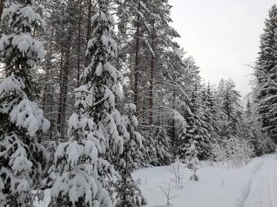 Леса Пермского края в этом году уже принесли стране около 2 млрд рублей - 59i.ru - Россия - Пермский край