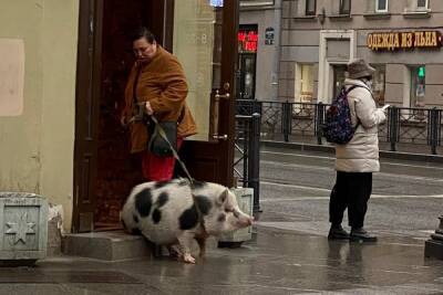 Свинья, прогулявшаяся на поводке в центре Петербурга, вызвала споры в соцсетях - spb.mk.ru - Санкт-Петербург