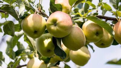 Михаил Гинзбург - Диетолог Гинзбург рассказал, кому нельзя есть яблоки с кожурой - vm.ru