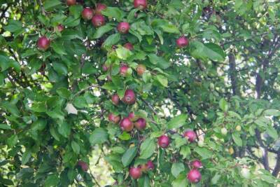 Что нужно делать с яблонями, чтобы не вырастить в огороде деревья-великаны - skuke.net