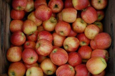 Как сохранить свежие яблоки на зиму в теплице: хитрость, о которой не догадываются - skuke.net