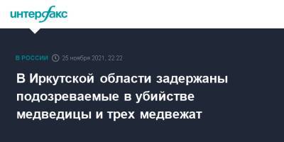 В Иркутской области задержаны подозреваемые в убийстве медведицы и трех медвежат - interfax.ru - Москва - Иркутская обл.