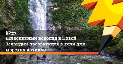 Живописный водопад в Новой Зеландии превратился в ясли для морских котиков - ridus.ru - Новая Зеландия