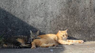 Специалисты насчитали в Москве более 70 тысяч бездомных кошек - vm.ru - Москва - Зеленоград
