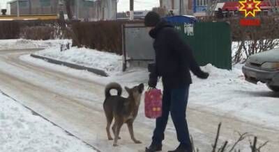 Жители дома в Юго-Западном живут в страхе из-за собаки: у животного есть хозяйка, в приют забрать нельзя - pg21.ru - Чебоксары
