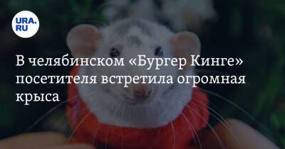 В челябинском «Бургер Кинге» посетителя встретила огромная крыса. Видео - ura.news - Челябинская обл. - Копейск