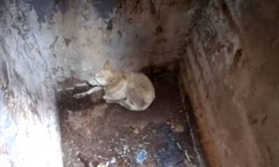 В карельском городе жестоко расстреляли собаку - gubdaily.ru - Петрозаводск - Кемь