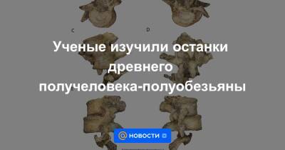 Ученые изучили останки древнего получеловека-полуобезьяны - news.mail.ru - Нью-Йорк - Йоханнесбург