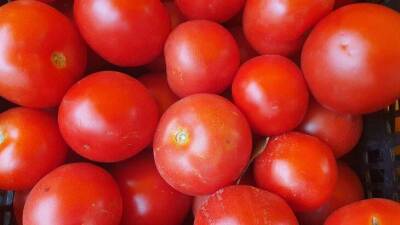 Как не получить кислые помидоры: какое средство нужно рассыпать вокруг кустов - skuke.net