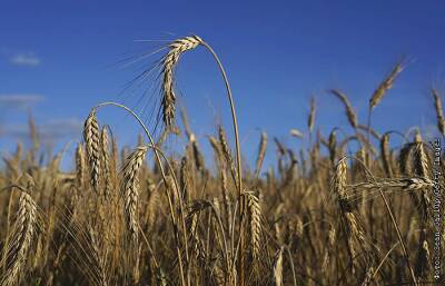 Экспортная пошлина на пшеницу из РФ с 1 декабря повысится до $80,8 за т - interfax.ru - Москва - Россия