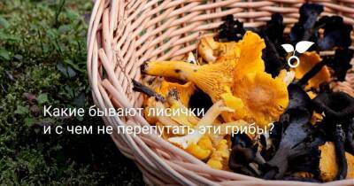 Какие бывают лисички и с чем не перепутать эти грибы? - skuke.net - Россия