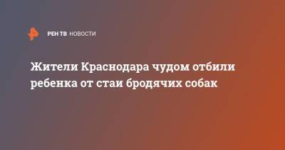 Жители Краснодара чудом отбили ребенка от стаи бродячих собак - ren.tv - Краснодар - Югра