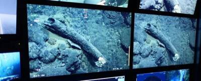 У побережья Калифорнии был обнаружен 100000-летний бивень мамонта - techno.bigmir.net - шт. Калифорния