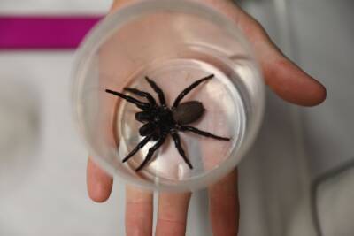 Способен прокусить ноготь: В Австралии поймали мега-паука - techno.bigmir.net - Австралия