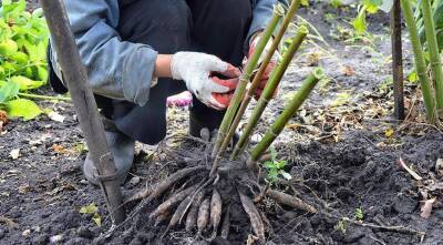 Уход за многолетниками: как он зависит от типа корневой системы растений - skuke.net