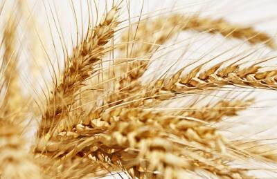 Прогноз экспорта пшеницы из ЕС повысили на 2 млн т - agroportal.ua - Украина