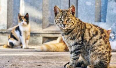 70 000 бездомных кошек насчитали в Москве. Большинство из них «шпротной» окраски - newizv.ru - Москва - Россия - Зеленоград