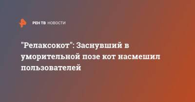 "Релаксокот": Заснувший в уморительной позе кот насмешил пользователей - ren.tv