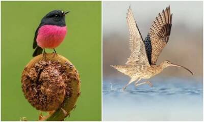 Удивительные пернатые из календаря BirdLife 2022 - skuke.net - Россия - Китай - Австралия - Индонезия - Гвинея