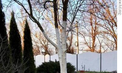 Выкрасим деревья в зимний камуфляж - skuke.net