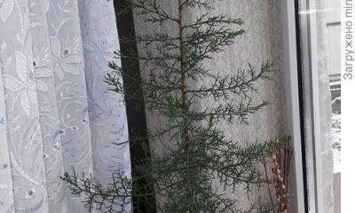 Кипарис - южное растение из легенд и мифов, которое может и елочку на Новый год заменить - skuke.net - Крым
